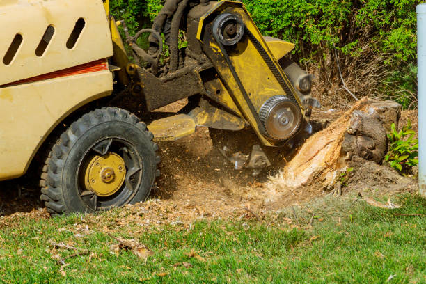 Reliable Oviedo, FL Tree Service Solutions